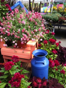 Summer display of Diascia, Celosia, Coleus, and ornamental millet.